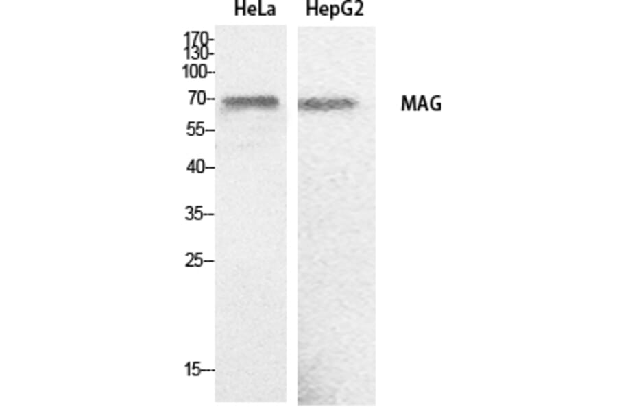 Western Blot - Anti-MAG Antibody (C30142) - Antibodies.com