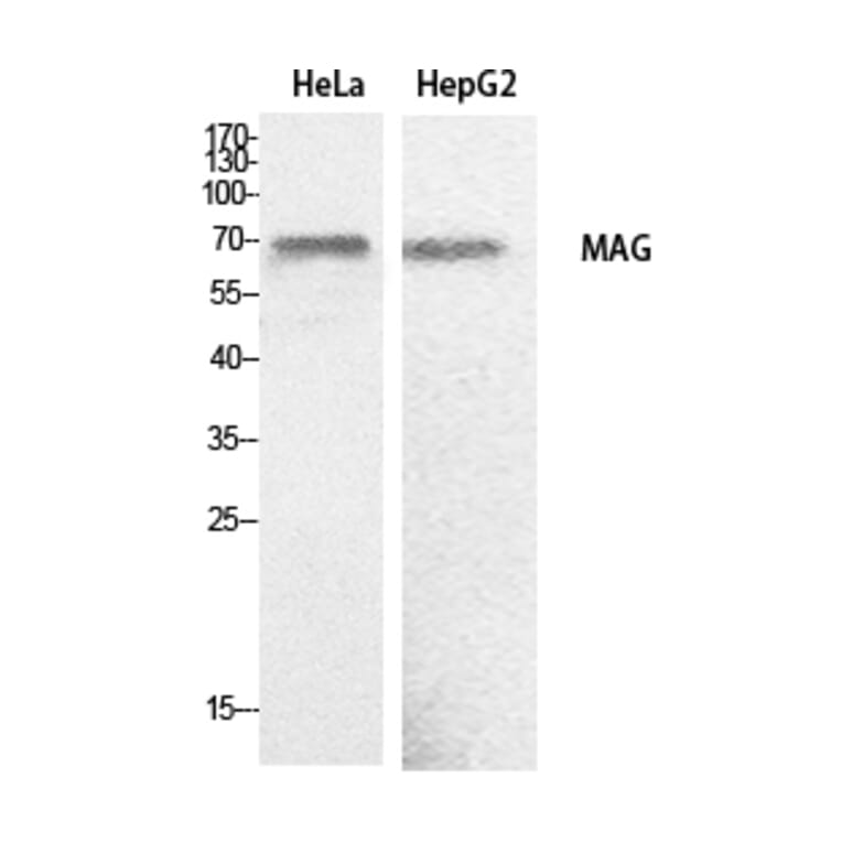 Western Blot - Anti-MAG Antibody (C30142) - Antibodies.com