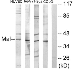 Western Blot - Anti-Maf Antibody (C10174) - Antibodies.com