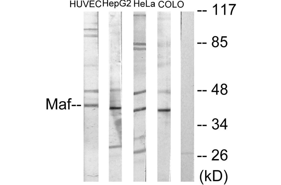 Western Blot - Anti-Maf Antibody (C10174) - Antibodies.com