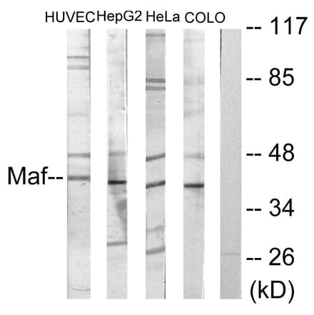 Western Blot - Anti-Maf Antibody (C10174) - Antibodies.com