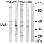 Western Blot - Anti-Maf Antibody (C10174) - Antibodies.com