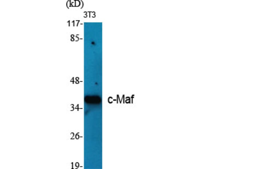 Western Blot - Anti-Maf Antibody (C10174) - Antibodies.com