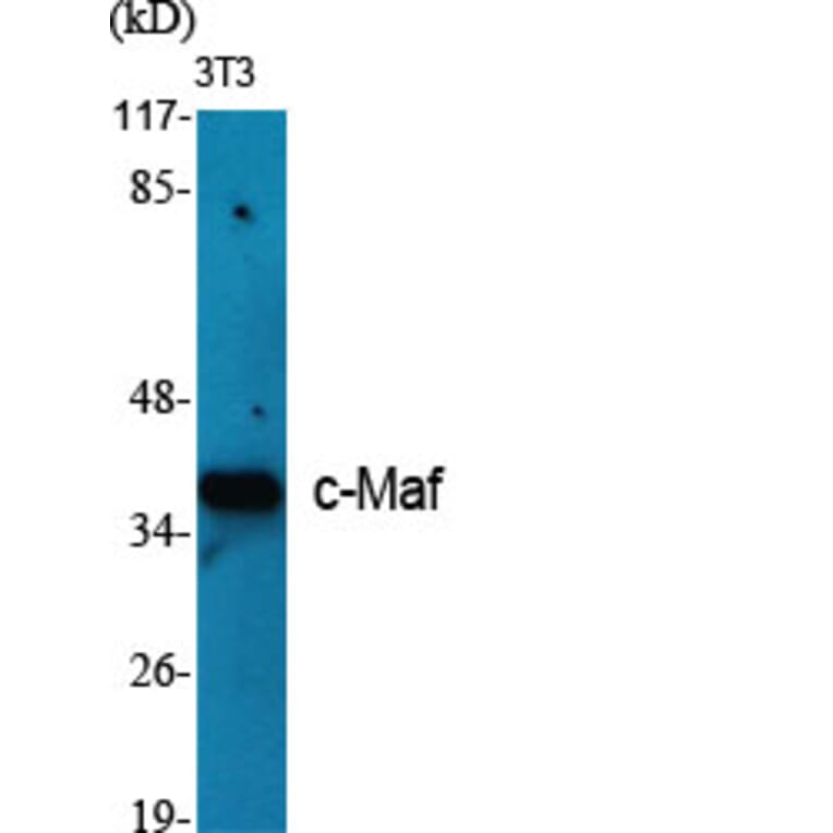 Western Blot - Anti-Maf Antibody (C10174) - Antibodies.com