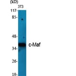 Western Blot - Anti-Maf Antibody (C10174) - Antibodies.com