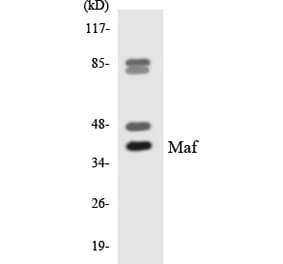 Western Blot - Anti-Maf Antibody (R12-2985) - Antibodies.com