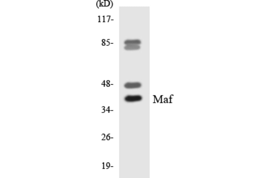 Western Blot - Anti-Maf Antibody (R12-2985) - Antibodies.com