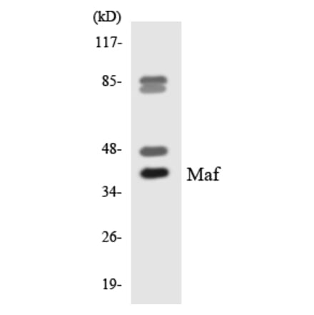 Western Blot - Anti-Maf Antibody (R12-2985) - Antibodies.com