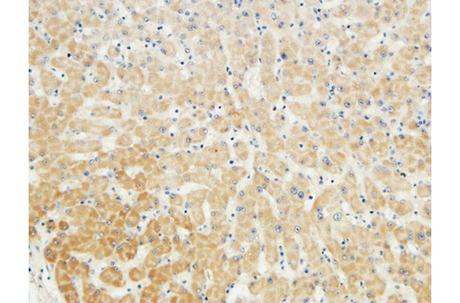 Immunohistochemistry - Anti-LBP Antibody (C21666) - Antibodies.com