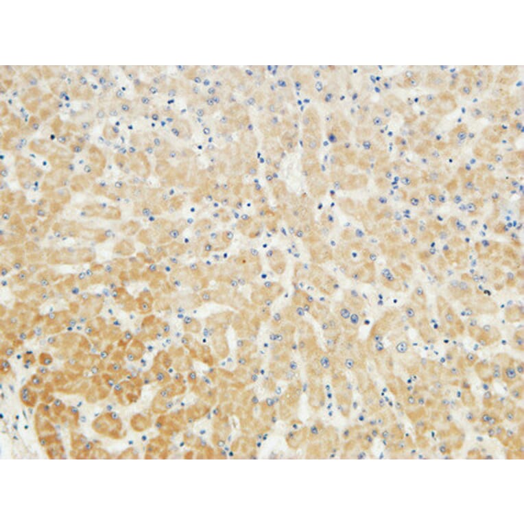 Immunohistochemistry - Anti-LBP Antibody (C21666) - Antibodies.com