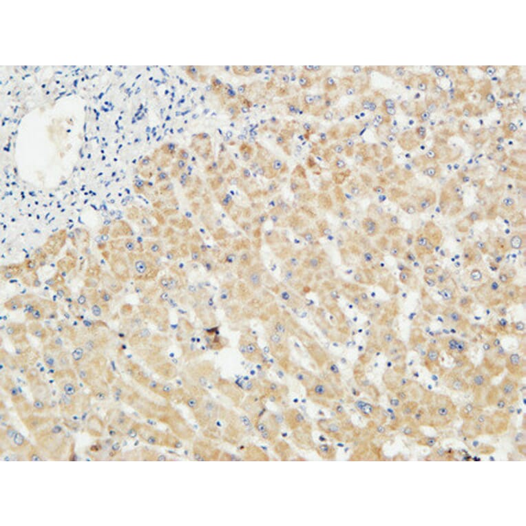 Immunohistochemistry - Anti-LBP Antibody (C21666) - Antibodies.com
