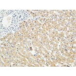 Immunohistochemistry - Anti-LBP Antibody (C21666) - Antibodies.com
