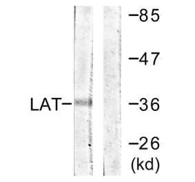Western Blot - Anti-LAT Antibody (B0669) - Antibodies.com