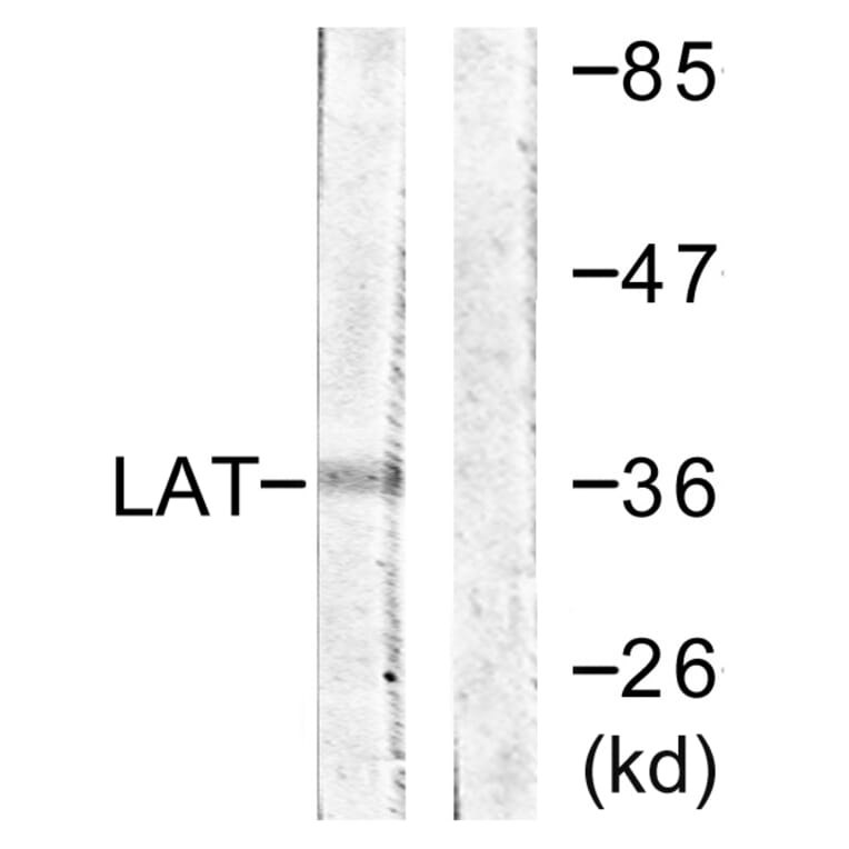Western Blot - Anti-LAT Antibody (B0669) - Antibodies.com