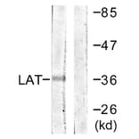 Western Blot - Anti-LAT Antibody (B0669) - Antibodies.com
