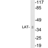 Western Blot - Anti-LAT Antibody (R12-2226) - Antibodies.com