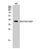 Western Blot - Anti-KLF Antibody (C10971) - Antibodies.com