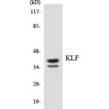 Western Blot - Anti-KLF Antibody (R12-2955) - Antibodies.com