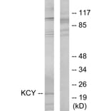 Western Blot - Anti-KCY Antibody (C10514) - Antibodies.com