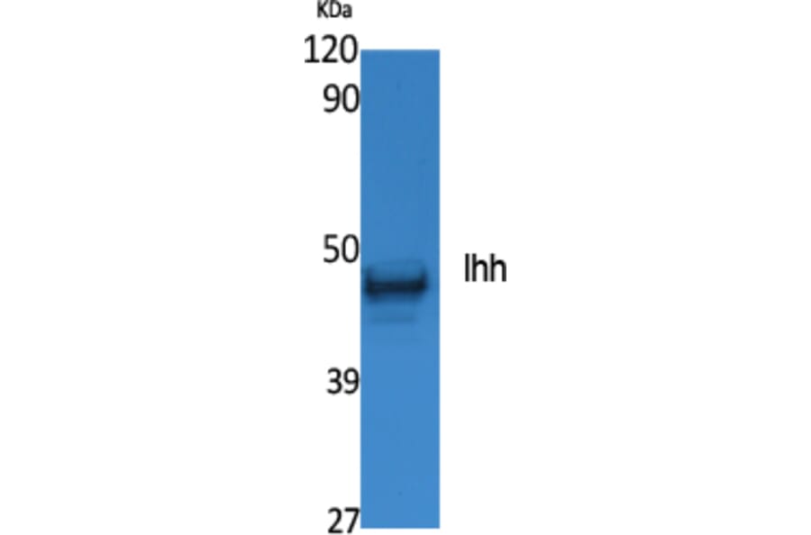 Western Blot - Anti-Ihh Antibody (R12-2198) - Antibodies.com
