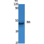 Western Blot - Anti-Ihh Antibody (R12-2198) - Antibodies.com