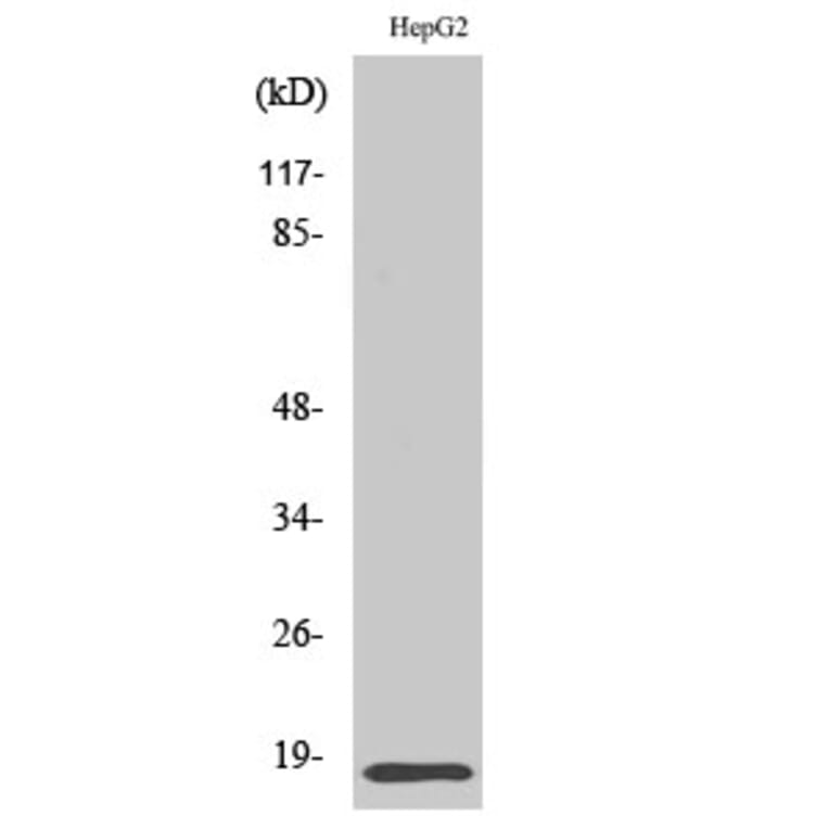 Western Blot - Anti-ID4 Antibody (C10631) - Antibodies.com