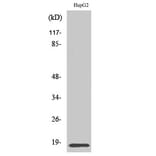 Western Blot - Anti-ID4 Antibody (C10631) - Antibodies.com