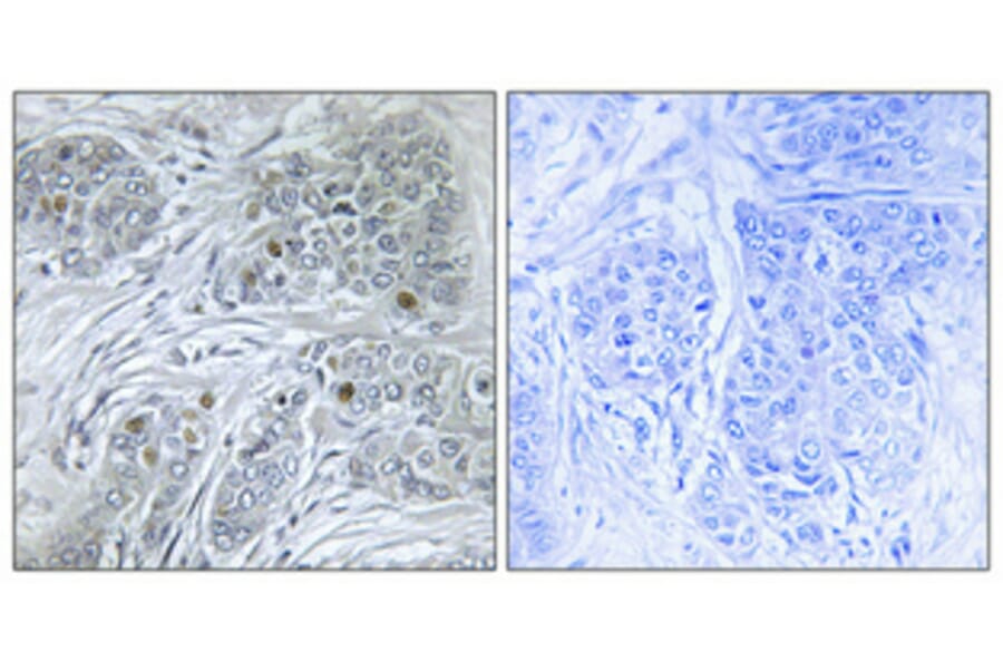 Immunohistochemistry - Anti-ID4 Antibody (C10631) - Antibodies.com