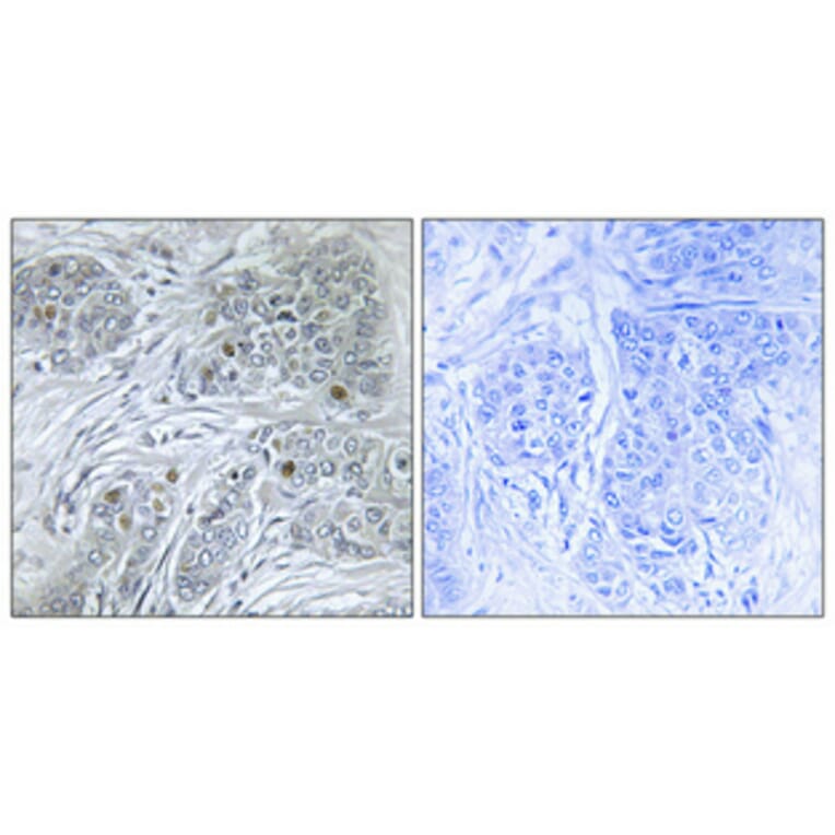 Immunohistochemistry - Anti-ID4 Antibody (C10631) - Antibodies.com