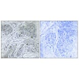 Immunohistochemistry - Anti-ID4 Antibody (C10631) - Antibodies.com