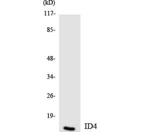 Western Blot - Anti-ID4 Antibody (R12-2909) - Antibodies.com