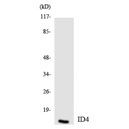 Western Blot - Anti-ID4 Antibody (R12-2909) - Antibodies.com