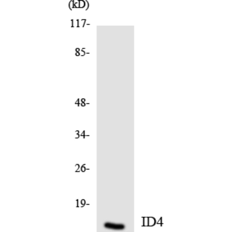 Western Blot - Anti-ID4 Antibody (R12-2909) - Antibodies.com