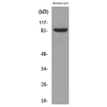 Western Blot - Anti-HGS Antibody (C30027) - Antibodies.com