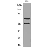 Western Blot - Anti-HDC Antibody (C30265) - Antibodies.com