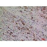 Immunohistochemistry - Anti-HDC Antibody (C30265) - Antibodies.com