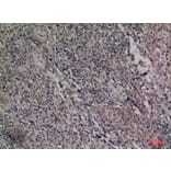Immunohistochemistry - Anti-HDC Antibody (C30265) - Antibodies.com