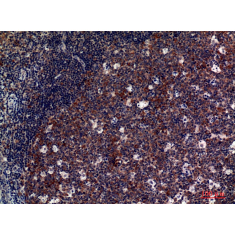 Immunohistochemistry - Anti-GP5 Antibody (C30354) - Antibodies.com