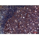 Immunohistochemistry - Anti-GP5 Antibody (C30354) - Antibodies.com