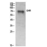 Western Blot - Anti-GHR Antibody (C30274) - Antibodies.com