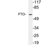 Western Blot - Anti-FTO Antibody (R12-2146) - Antibodies.com