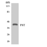 Western Blot - Anti-FST Antibody (R12-2780) - Antibodies.com