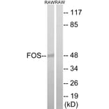 Western Blot - Anti-FOS Antibody (B8226) - Antibodies.com