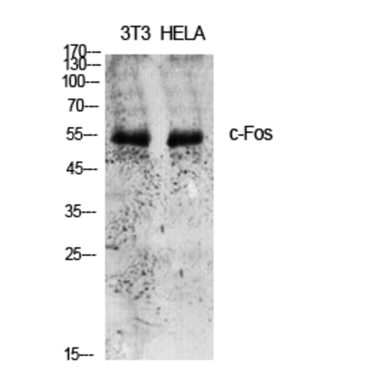 Western Blot - Anti-FOS Antibody (B8226) - Antibodies.com