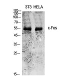 Western Blot - Anti-FOS Antibody (B8226) - Antibodies.com