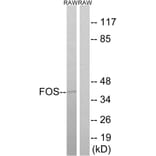 Western Blot - Anti-FOS Antibody (B8212) - Antibodies.com