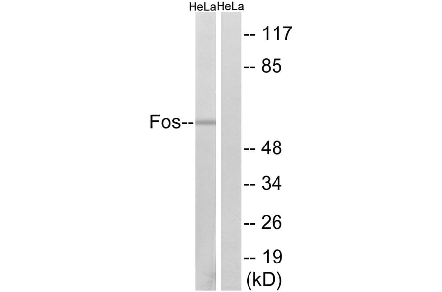 Western Blot - Anti-Fos Antibody (B8344) - Antibodies.com