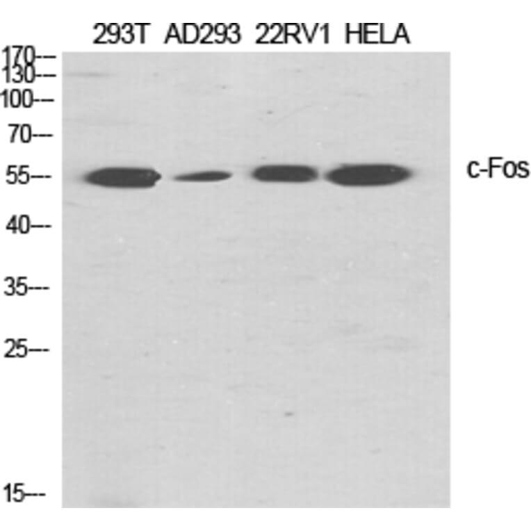 Western Blot - Anti-Fos Antibody (B8344) - Antibodies.com