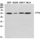 Western Blot - Anti-Fos Antibody (B8344) - Antibodies.com