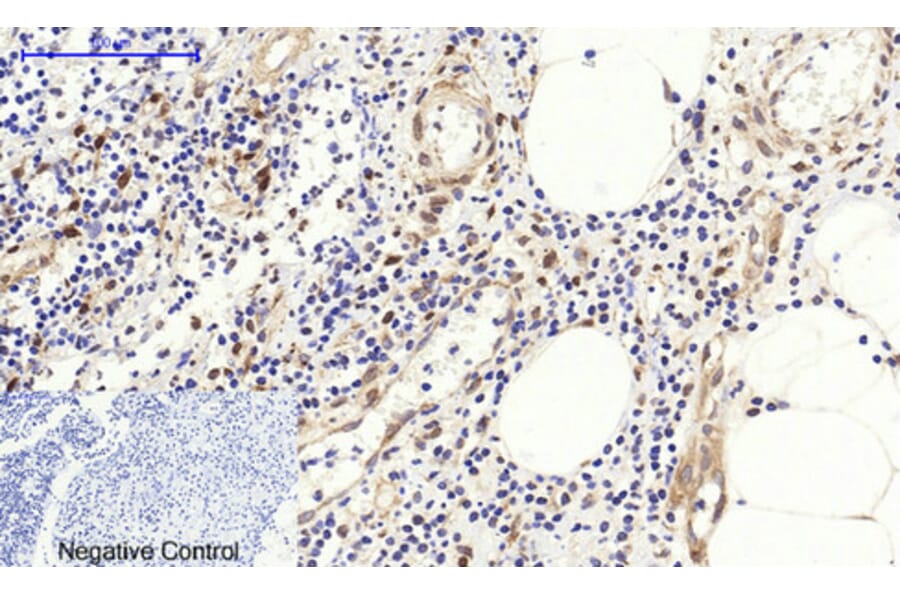 Immunohistochemistry - Anti-Fos Antibody (B8344) - Antibodies.com
